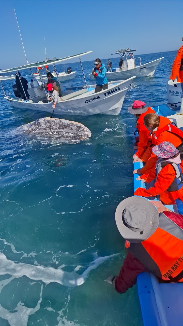 Wildlife on the beach