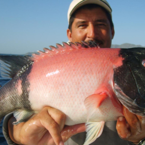 colorful small fish catch Mag Bay Mexico