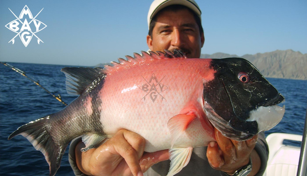 colorful small fish catch Mag Bay Mexico