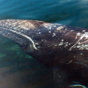 whale in clear water Mag Bay Mexico