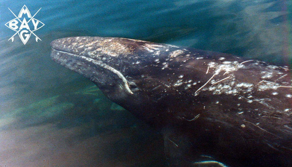 whale in clear water Mag Bay Mexico