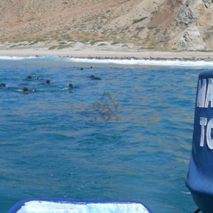 Seals from boat Mag Bay Mexico