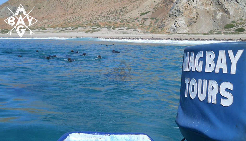 Seals from boat Mag Bay Mexico
