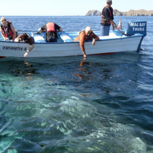 Boat with peoples hands near whale, Mag Bay Mexico