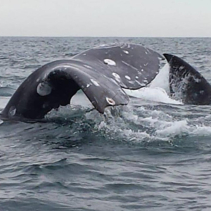 whale tail, Mag Bay Mexico