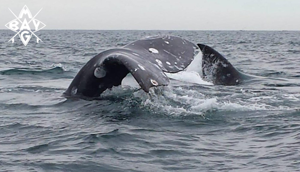 whale tail, Mag Bay Mexico