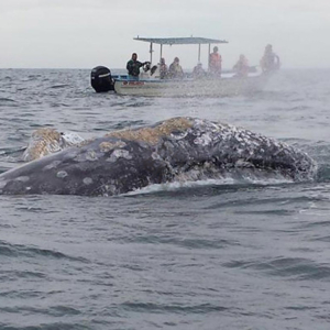 whale spouting with boat in background, Mag Bay Mexico