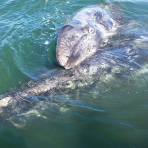 two whales up close , Mag Bay Mexico