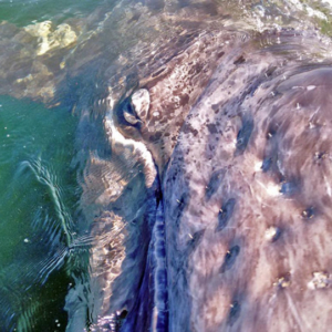 whale closeup Mag Bay Mexico
