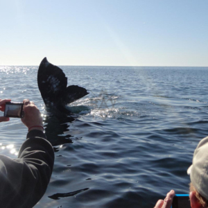whale tail and camera, Mag Bay Mexico