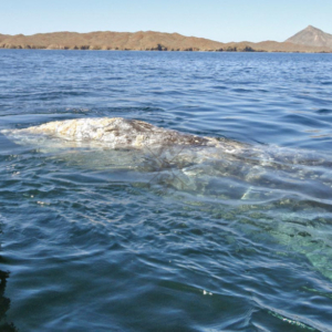 whale hump clear water. Mag Bay Mexico