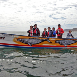 whale clients in pong, Mag Bay Mexico