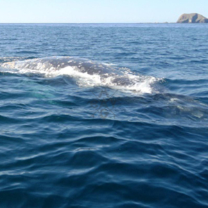 whale near boat in clear water, Mag Bay Mexico