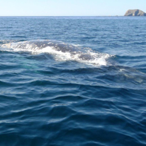 whale near boat in clear water, Mag Bay Mexico