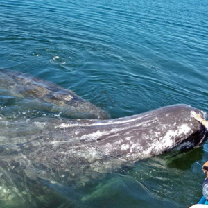 whale next to boat Mag Bay Mexico