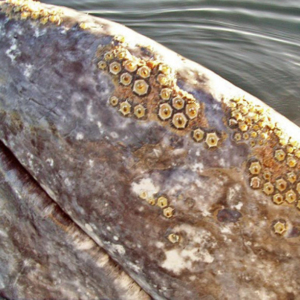 Whale with barnacles Mag Bay Mexico