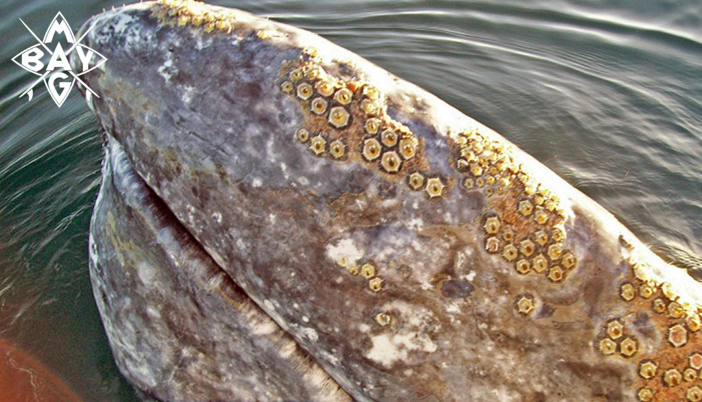 Whale with barnacles Mag Bay Mexico