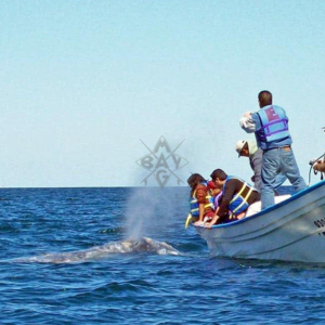 whale spouting Mag Bay Mexico