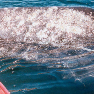 whale closeup from boat Mag Bay Mexico