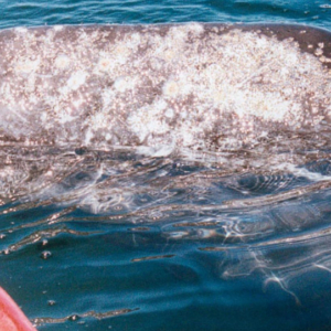 whale closeup from boat Mag Bay Mexico