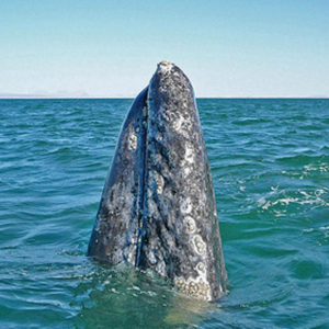 whale vertical in water Mag Bay Mexico