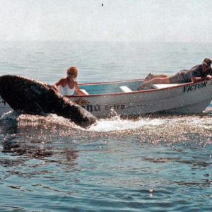 woman petting whale Mag Bay Mexico