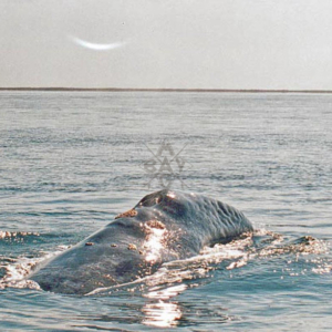 whale hump Mag Bay Mexico